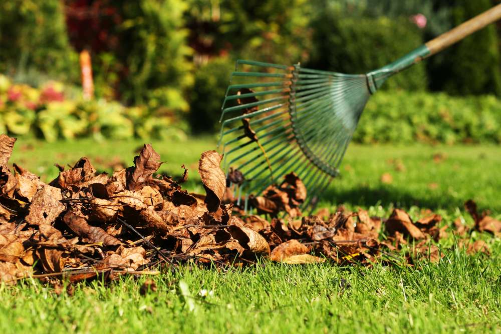 raking leaves on green garden. garden clean up services